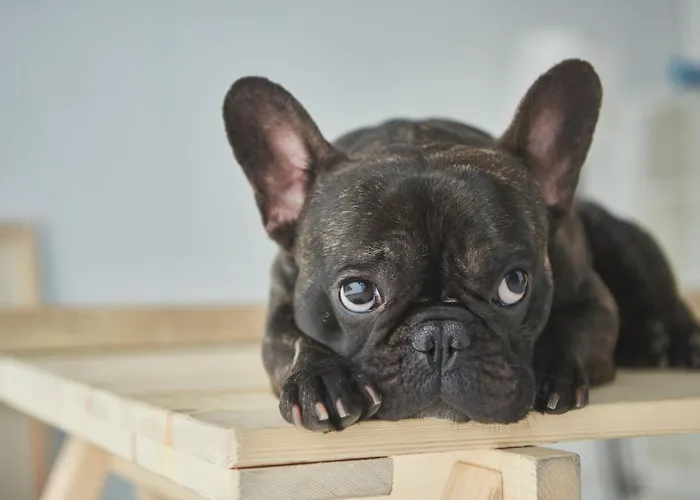 Don Francisco - בית הארחה
